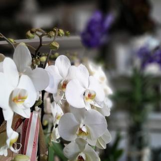 Orchidee phalaenopsis 